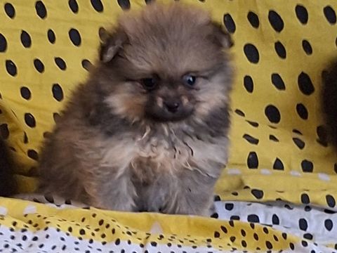 chiots spitz non lof 1300 65130 Capvern