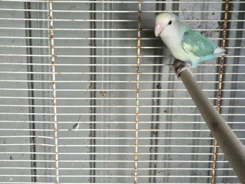 Inseparable roseicolis 35 17510 Villiers-couture