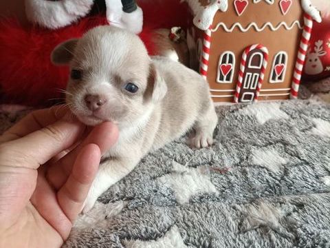 Chiot chihuahua poil court 850 60400 Noyon