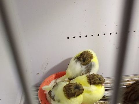 Canaris glosters 70 46130 Puybrun