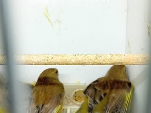 canari mutation 35 85140 Les essarts