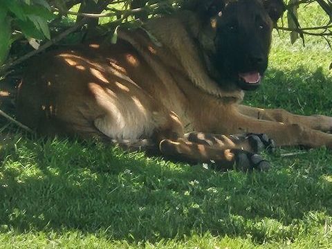 1 M&acirc;le Berger Belge Malinois 600 49630 Mazé