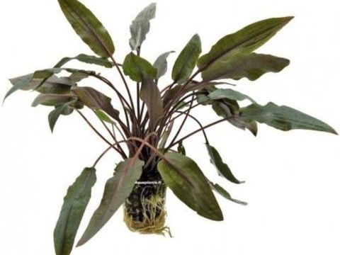 Plante d'aquarium 3 44330 Mouzillon