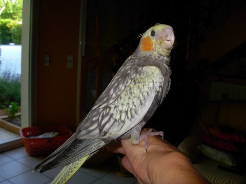 cede callopsittes EAM et sauvages 100 33740 Ar�s