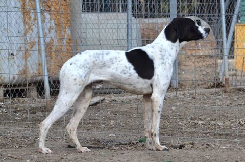 Merveilleux Pointer Anglais adorable et affectueux 315 24140 Douville