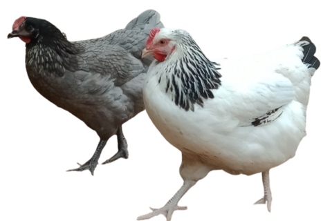  poules pondeuses et d'ornement 19 04700 La brillanne