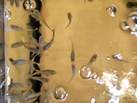 Guppy 0 06270 Villeneuve-loubet