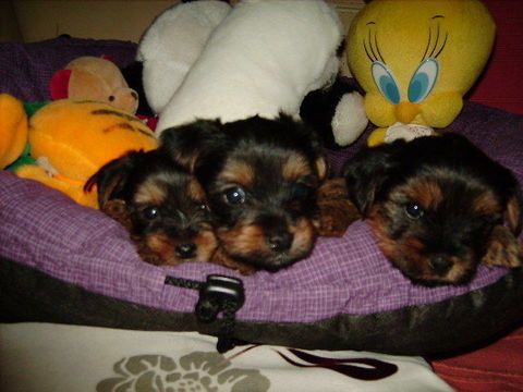 york 
1200 85140 Les essarts