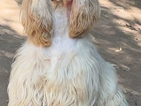 Cocker americain 400 88240 Bains-les-bains