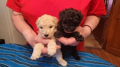 Chiot Caniche Toy  Femelle  a reserve 1700 59400 Cambrai