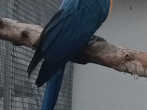 Ara ararauna femelle 2025 750 67470 Seltz