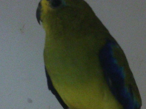 Perruche bourke, élégante, turquoisine 30 85600 Saint-hilaire-de-loulay