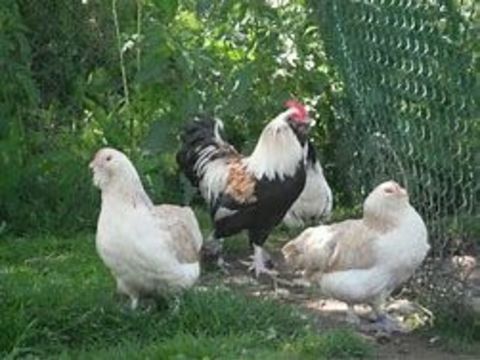 Poule ou coq faverolles allemand 39 77540 Courpalay