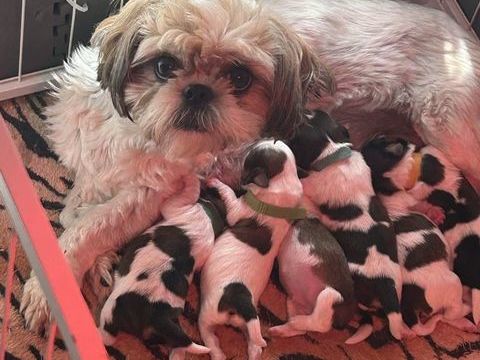 A réserver bébés Shih tzu LOF 1000 80420 Flixecourt