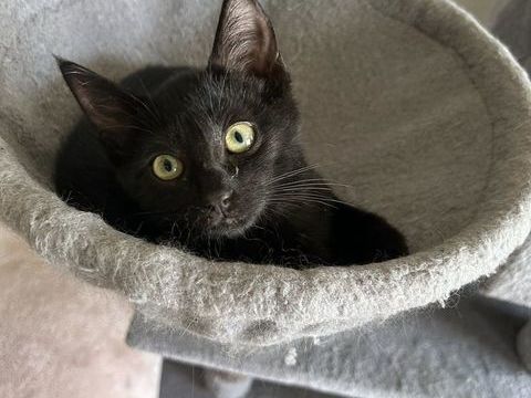 Titania 180 59120 Loos