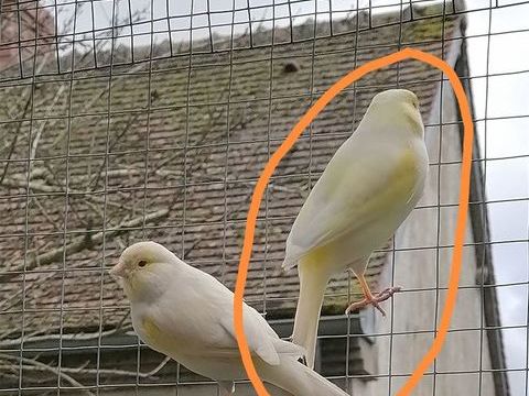 Canari  50 03400 Yzeure