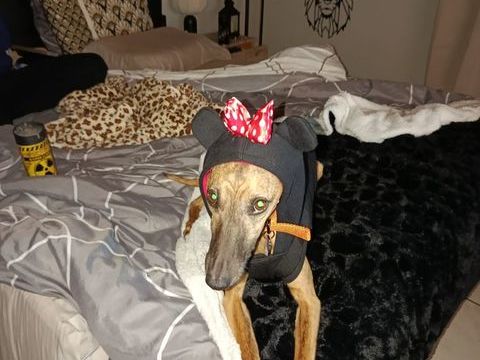 Donne whippet femelle 0 34800 Clermont-l'h�rault
