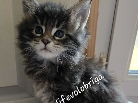 MAGNIFIQUE CHATON MAINE COON LOOF POLYDACTYLE 1650 30700 Uz�s
