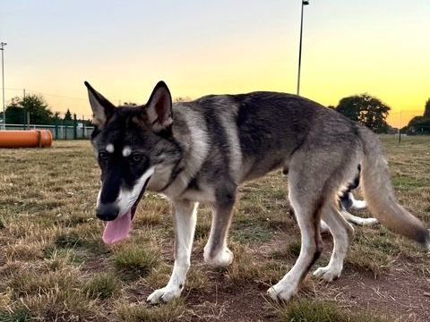 A&Icirc;KO CROIS&Eacute; YUSKI, CHIEN LOUP 200 59163 Condé-sur-l'escaut