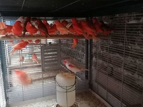 Canaris de couleurs diverses  males et femelles 25 59287 Guesnain