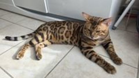   Chat bengal 18 mois entier 