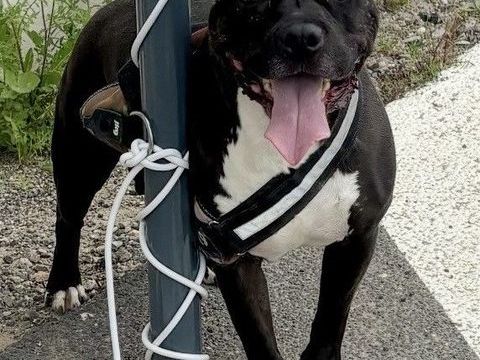 BABORD, boston terrier 7 ans 0 34500 Béziers