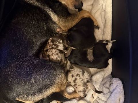 4 magnifiques chihuahuas dont 3 femelles 1 mâle trop chou 0 94290 Villeneuve-le-roi