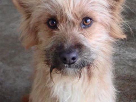 Surimi &agrave; l'adoption 300 67000 Strasbourg