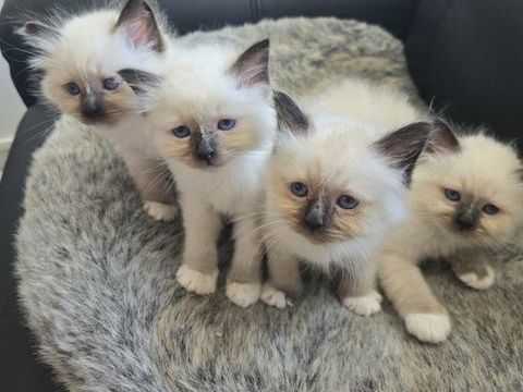 Chaton sacré de Birmanie 700 93000 Bobigny
