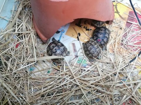 Tortues terrestres 100 28190 Saint-luperce