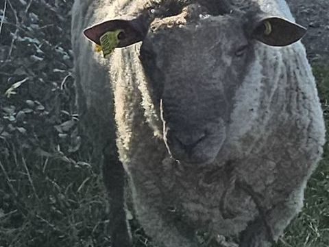 un mouton mâle a 200 on peut débattre le prix . 200 53140 Pr-en-pail