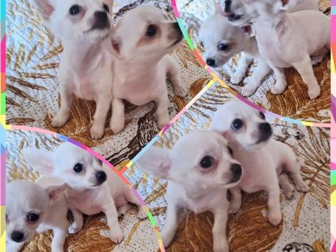 Adorables chiots Chihuahuas &agrave; placer  900 94200 Ivry-sur-seine