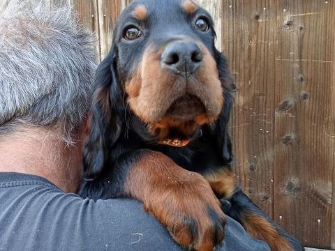 chiot setter gordon 600 33113 Saint-symphorien