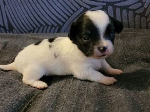 Superbe nb chihuahua poils longs 850 69480 Lucenay