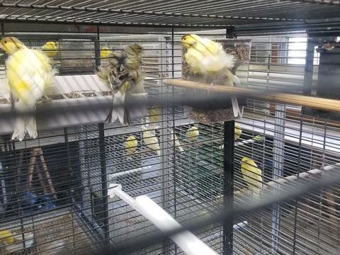 Canaris 40 34150 Gignac