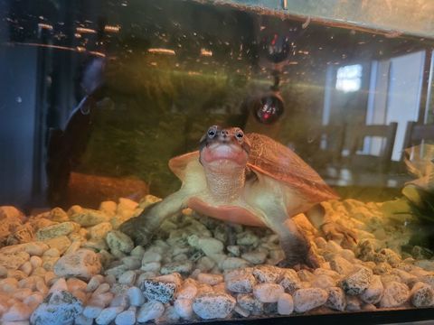 Tortue d'eau 0 41800 Montoire-sur-le-loir