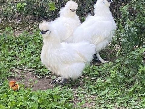 Poule soie blanche et coq soie blanc 15 41140 Saint-romain-sur-cher