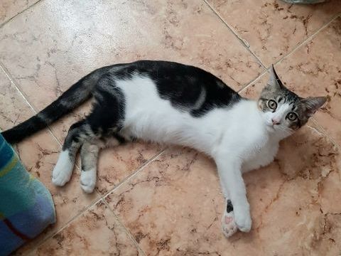 OSCAR 185 27620 Gasny