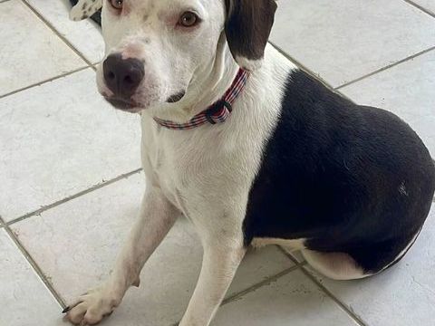 ✨️ DENISE ✨️ 290 95000 Cergy