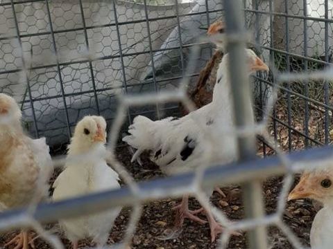 poule negre soie  et poussin de poule pondeuse 35 82150 Saint-amans-du-pech