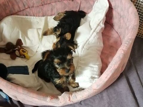 Chiots Yorkshire 850 25320 Boussires