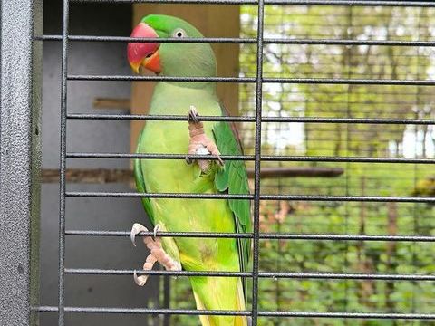 Perruche grand Alexandre femelle 250 87110 Le vigen