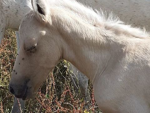 poulain 3200 69510 Messimy