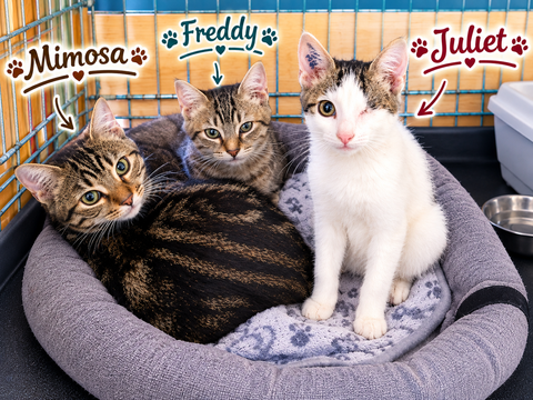 3 chatons ont besoin d'une famille 100 34500 Béziers