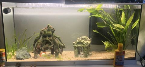 Aquarium 120L+meuble 350 33400 Talence