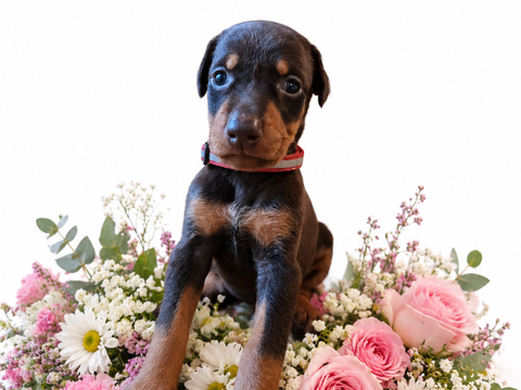 Chiot doberman 1500 72000 Le mans