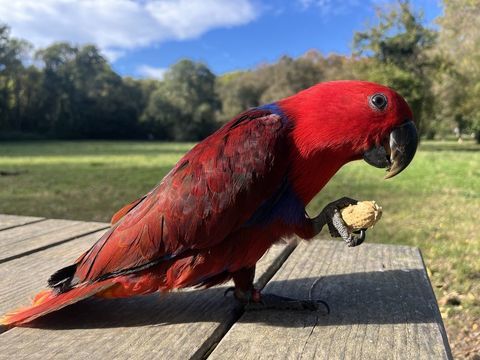 Perroquet Eam 1400 06100 Nice