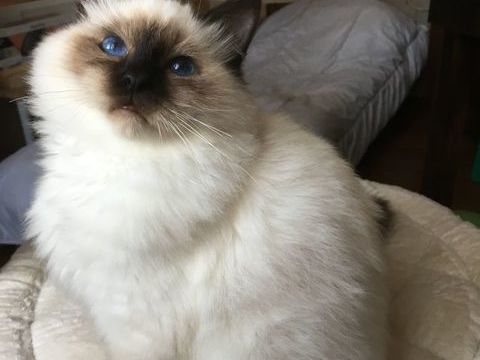 BEAU MÂLE SACRE de BIRMANIE 1000 35380 Paimpont