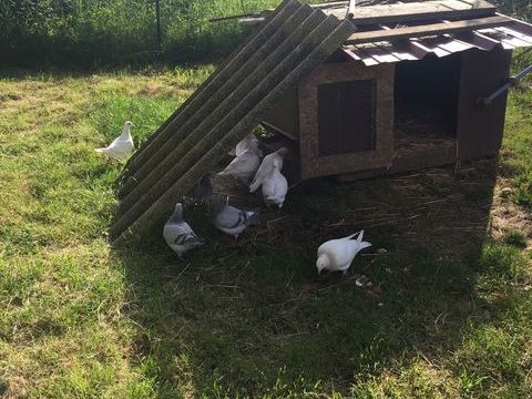 Pigeons texan en 1 lot 7 86350 Usson-du-poitou