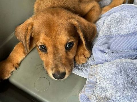 Loki, l'adorable x Griffon 350 88000 Chantraine